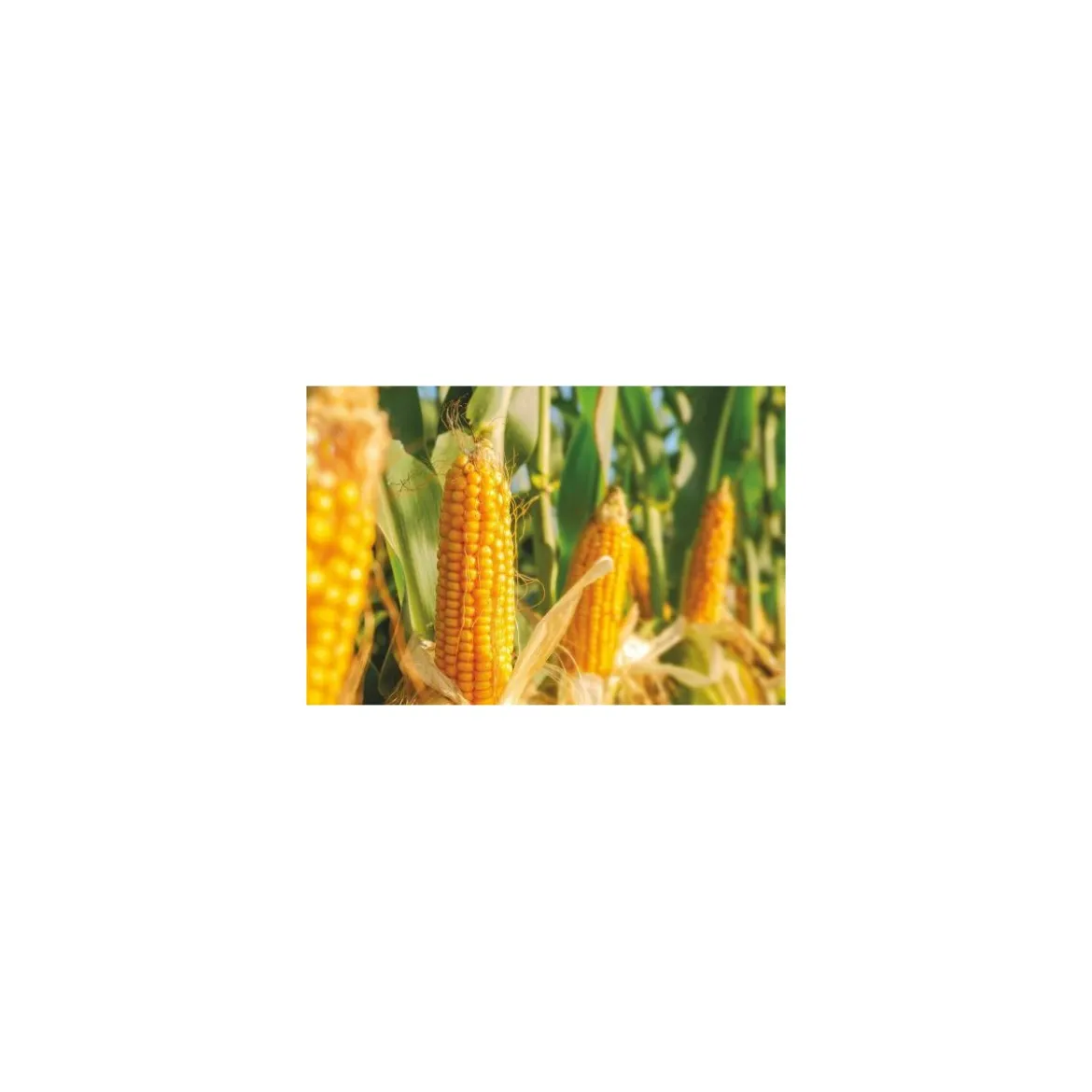 Amidon de maïs modifié E1422 - par 5 kg