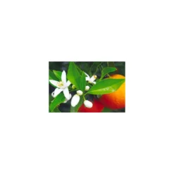 Arôme eau de fleur d'oranger - par 10 L