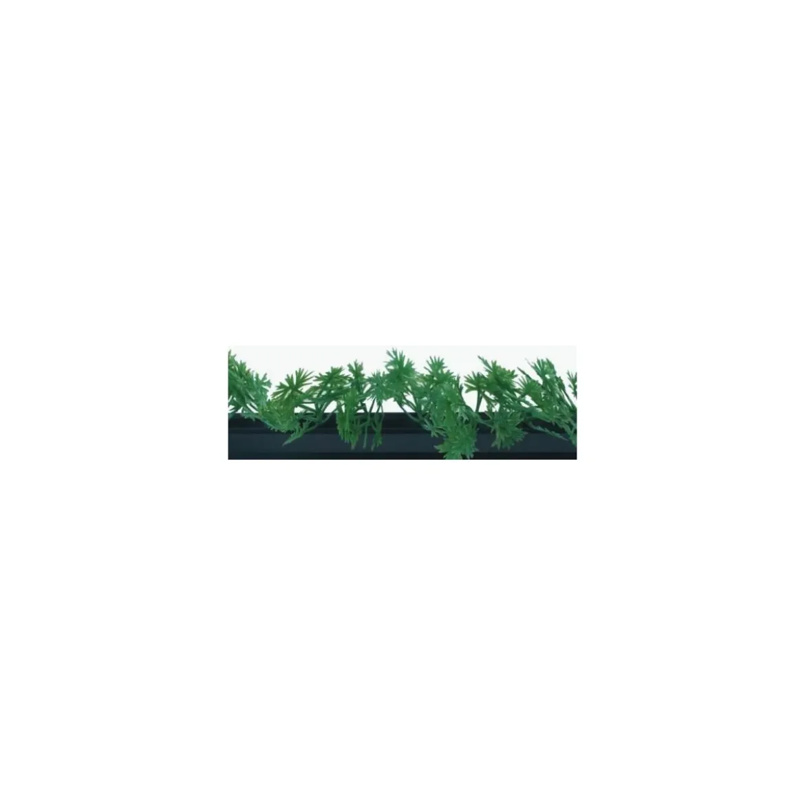 Barrette noire persil 25 cm - par 12