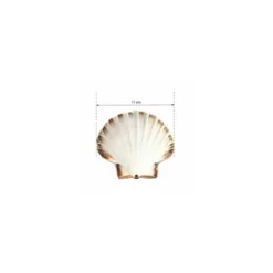 Coquille Saint Jacques naturelle 11+ cm - par 300