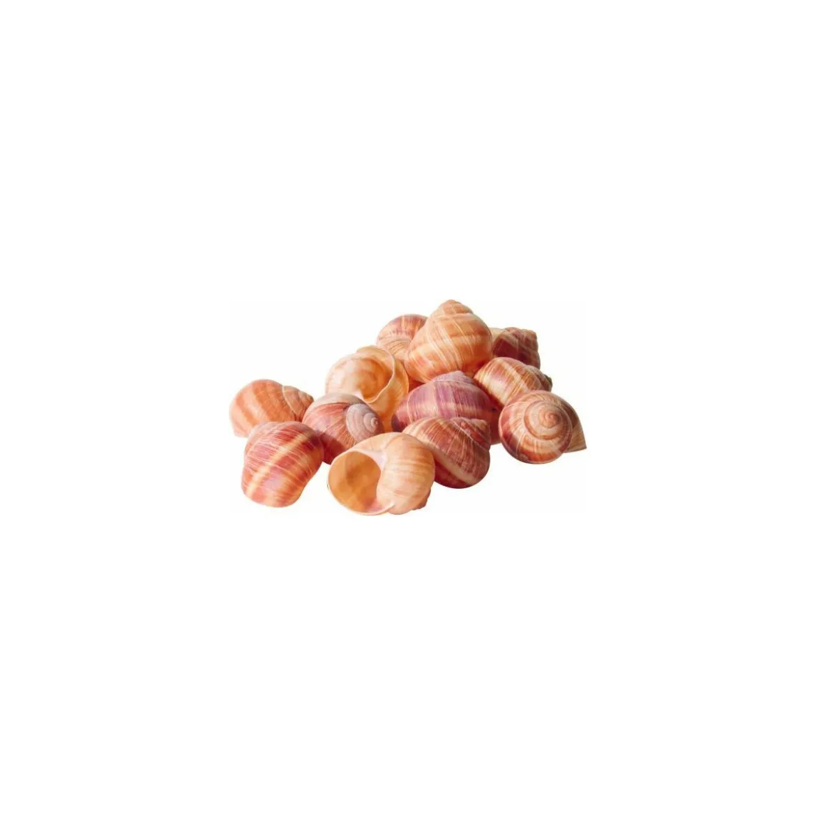 Coquilles Vides d'Escargot belle grosseur - par 1440