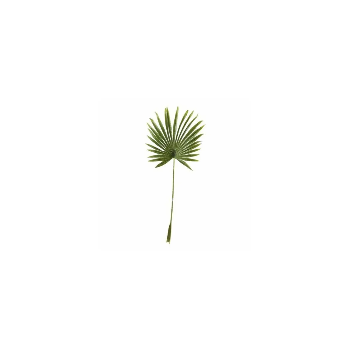 Feuille de palmier en éventail 100 x 40 cm