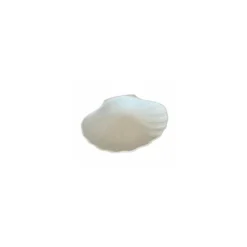 Plat coquille St Jacques céramique non émaillée 175 cl - par 6